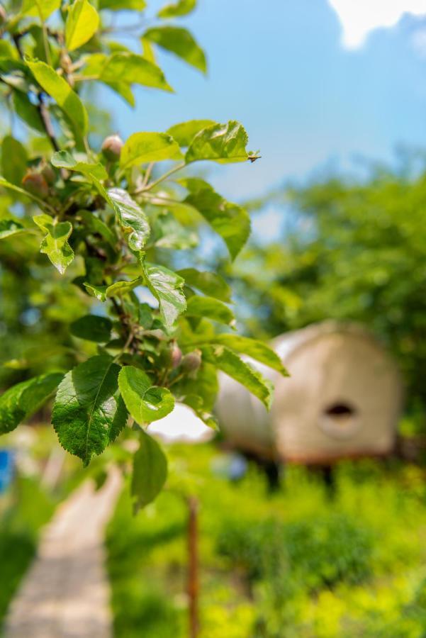Dragonfly Gardens - The Wagons Hotel Brasov Bagian luar foto